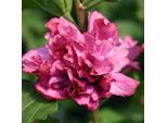 2 X Ibisco Da Giardino - Hibiscus Syriacus 'Duc De Brabant' | 40-60 Cm In Vaso