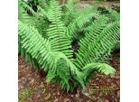 6 X Felce Vermiforme Di Wallich - Dryopteris Wallichiana | Vaso 9Cm X 9Cm