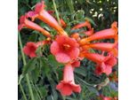 2 X Grande Tromba Rampicante - Campsis Tagliabuana 'Madame Galen' | 50-60 Cm In Contenitore