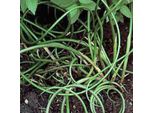 6 X Giunco Piatto - Juncus Effusus | Vaso 9Cm X 9Cm
