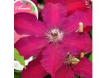 2 X Clematide - Clematis 'Westerplatte' | 50-60 Cm In Contenitore