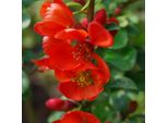 2 X Zierquitte - Chaenomeles Japonica 'Sargentii' | 30-40 Cm In Vaso
