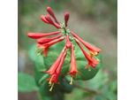 2 X Caprifoglio - Lonicera Brownii 'Dropmore Scarlet' | 50-60 Cm In Contenitore