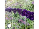 2 X Buddleja Davidii 'Black Knight' | 40-60 Cm In Contenitore