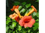 2 X Campsis Radicans 'Flamenco' | 50-60 Cm In Contenitore