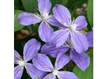 Clematide - Clematis 'Arabella' | 50-60 Cm In Contenitore
