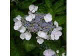 2 X Ortensia - Hydrangea 'Teller White' | 25-30 Cm In Vaso