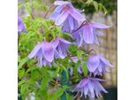 2 X Clematide Alpina - Clematis Alpina 'Frankie' | 50-60 Cm In Contenitore