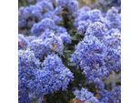 2 X Fiore A Sacchetto - Ceanothus 'Burkwoodii' | 30-40 Cm In Contenitore