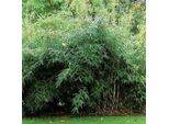 Bambù Da Giardino - Fargesia Murieliae 'Jumbo' | 60- 80 Cm In Vaso