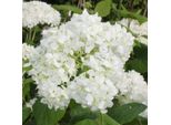 2 X Ortensia - Hydrangea Arborescens 'Grandiflora' | 30-50 Cm In Vaso