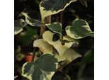 2 X Edera Caucasica Variegata - Hedera Colchica 'Dentata Variegata' | 50-60 Cm In Contenitore