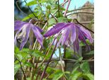 2 X Clematide - Clematis 'Jan Lindmark' | 50-60 Cm In Contenitore