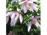 2 X Clematide - Clematis 'Pink Flamingo' | 50-60 Cm In Contenitore