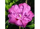 2 X Ibisco Da Giardino - Hibiscus 'Purple Ruffles' | 40-60 Cm In Vaso