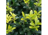 2 X Ilex A Foglia Larga - Ilex Crenata 'Caroline Upright' | 40-60 Cm In Contenitore
