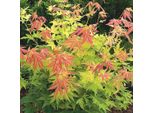 Acero Giapponese - Acer Palmatum 'Orange Dream' | 50-60 Cm In Vaso