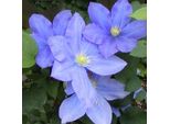 2 X Clematide - Clematis 'Hf Young' | 50-60 Cm In Contenitore