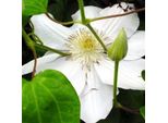 2 X Waldrebe - Clematis 'Mevrouw Le Coultre' | 50-60 Cm In Contenitore