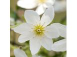 Clematide - Clematis 'Joe' | 50-60 Cm In Contenitore