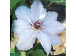 2 X Clematide - Clematis 'Snow Queen' | 50-60 Cm In Contenitore
