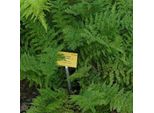 6 X Felce Della Signora - Athyrium Filix Femina | Vaso 9Cm X 9Cm