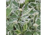 2 X Hartriegel - Cornus Alba 'Elegantissima' | 60-80 Cm In Container