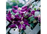 2 X Clematide - Clematis 'Etoile Violette' | 50-60 Cm In Contenitore