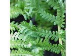 6 X Felce Dorata - Dryopteris Affinis 'Cristata' | Vaso 9 Cm X 9 Cm