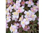 2 X Clematide Montana - Clematis Montana 'Mayleen' | 50-60 Cm In Contenitore