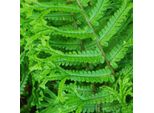 6 X Felce Squamata Dorata - Dryopteris Affinis | Vaso 9Cm X 9Cm