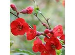 2 X Mela Ornamentale - Chaenomeles Superba 'Fire Dance' | 30-40 Cm In Vaso