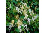 2 X Caprifoglio Giallo Variegato - Lonicera Japonica 'Halliana' | 50-60 Cm In Contenitore