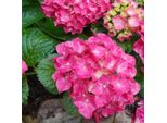 2 X Hortensie - Hydrangea Macrophylla 'Glowing Embers' | 25-30 Cm In Vaso