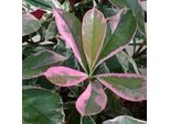 2 X Fotinia - Photinia 'Pink Marble' | 40-50 Cm In Contenitore