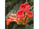 2 X Fiori Di Tromba - Campsis Radicans | 50-60 Cm In Contenitore