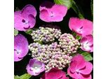 2 X Ortensia - Hydrangea Macrophylla 'Taube' | 25-30 Cm In Vaso