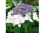 2 X Ortensia - Hydrangea 'Mariesii Perfecta' | 25-30 Cm In Vaso
