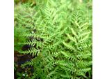 6 X Felce Vermiforme - Dryopteris Filix-Mas 'Linearis Polydactyl' | Vaso 9Cm X 9Cm