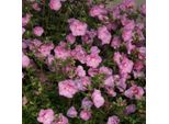 2 X Ibisco Selvatico - Hibiscus Syriacus 'Lavender Chiffon' | 40-60 Cm In Contenitore