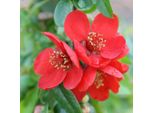 2 X Cotogno Ornamentale - Chaenomeles Superba 'Crimson And Gold' | 30-40 Cm In Contenitore