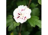 2 X Ibisco - Hibiscus Syriacus 'Speciosus' | 40-60 Cm In Vaso