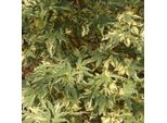Acero Giapponese - Acer Palmatum 'Butterfly' | 40-60 Cm In Contenitore