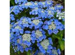 2 X Ortensia - Hydrangea 'Teller Blue' | 25-30 Cm In Vaso