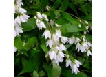 2 X Deutzia Gracilis 'Nikko' | 25-30 Cm In Vaso