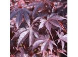 Acero Giapponese - Acer Palmatum 'Bloodgood' | 50-60 Cm In Contenitore