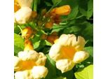 2 X Campsis Radicans 'Flava' | 50-60 Cm In Vaso