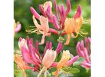 2 X Caprifoglio Rosso - Lonicera Heckrottii 'American Beauty' | 50-60 Cm In Contenitore