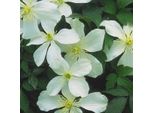 2 X Clematide - Clematis Montana 'Grandiflora' | 50-60 Cm In Vaso