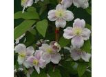 2 X Clematide - Clematis Montana 'Rubens' | 50-60 Cm In Contenitore